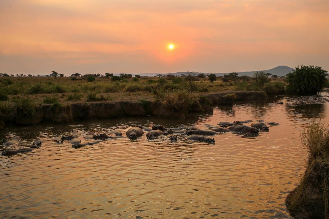 Osero Serengeti Luxury Tented Camp Banagi Exteriér fotografie